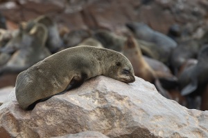 Cape Cross Fur seal cub relaxing on a big rock at the skeleton coast in Namibia, Africa